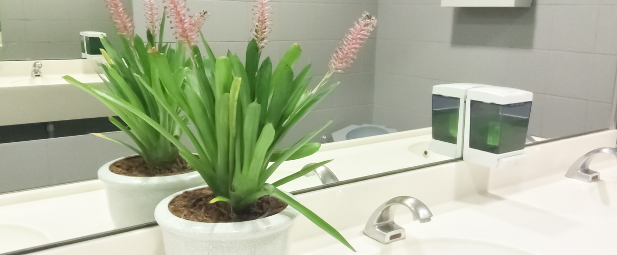 Bathroom featuring Bromeliads