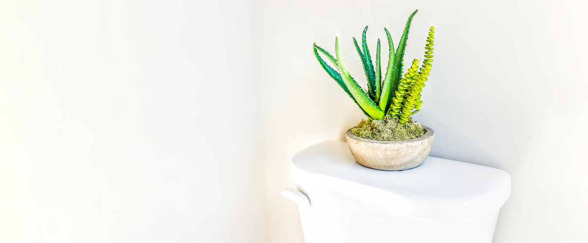 Bathroom featuring Cacti